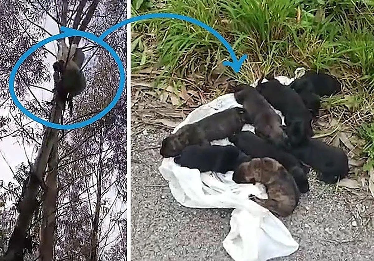 Eight puppies found suffocating in a bag dangling from a tree in northern Spain