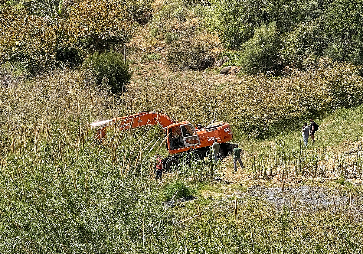 Nerja tree felling sparks activists' outrage and leads to protest with two arrests