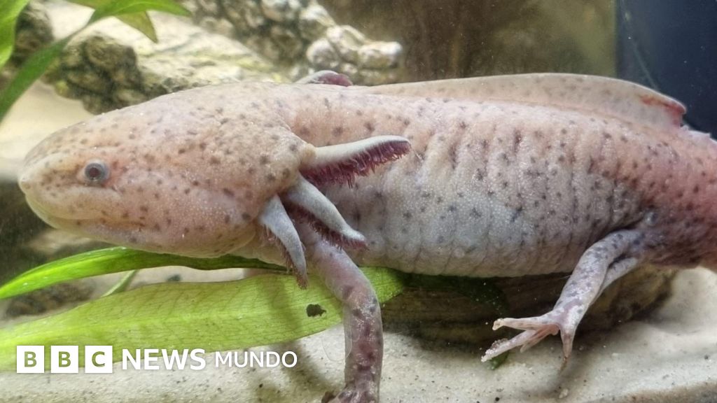 El sorprendente hallazgo de un ajolote mexicano bajo un puente en Reino Unido que realizó una niña