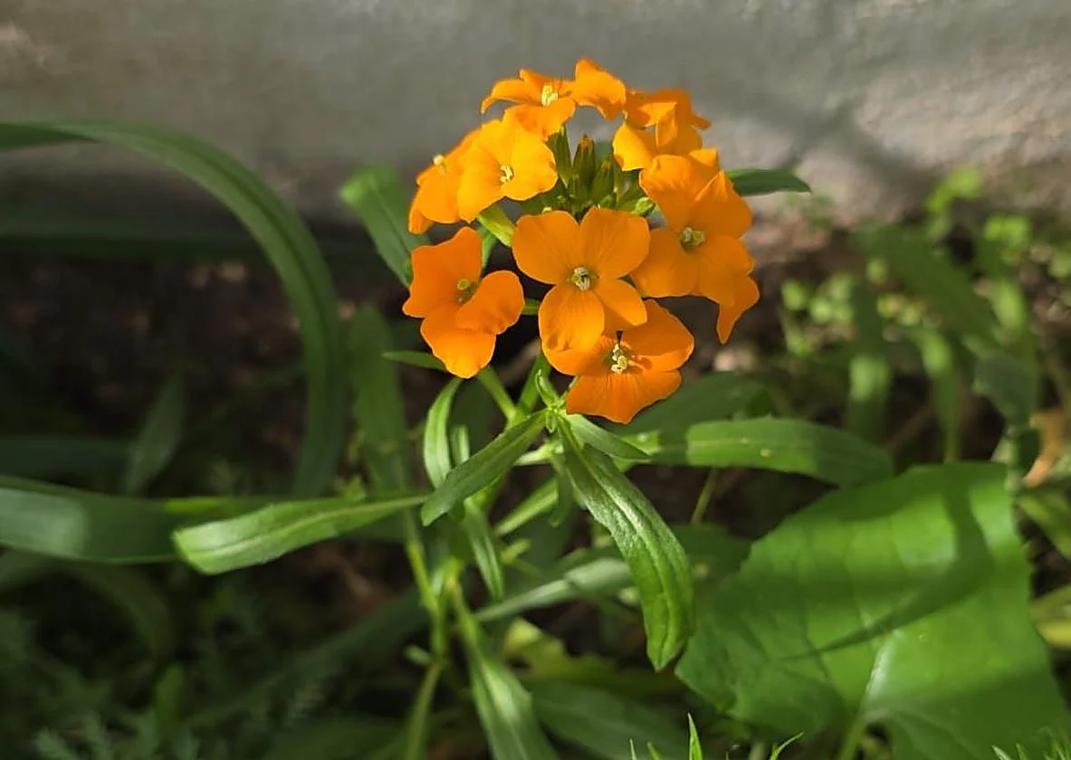 Common wallflower