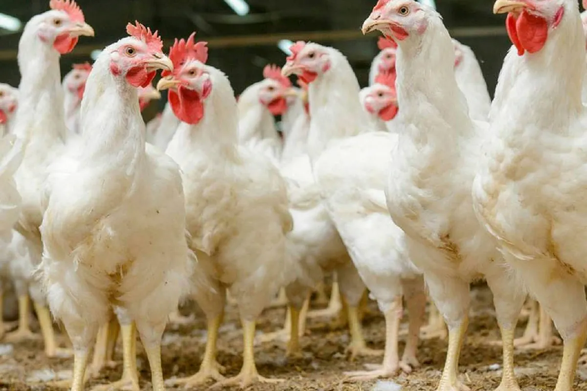 El pollo y el pavo protagonizan grandes adquisiciones en la industria alimentaria