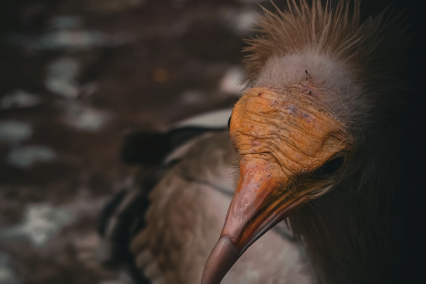 España tiene a un pájaro feísimo que no quiere que se extinga. Y toda Europa depende de que no lo haga