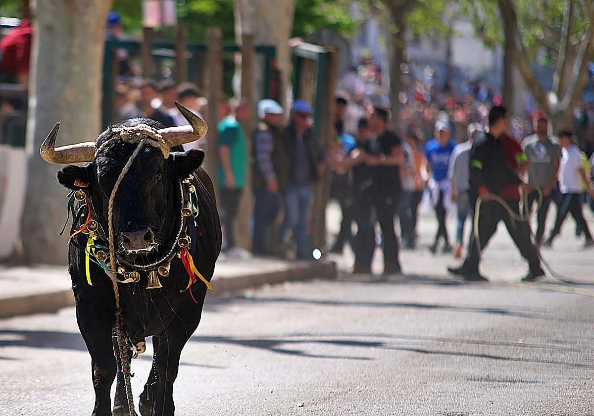 Muere una persona tras ser corneada por un toro en Jaén