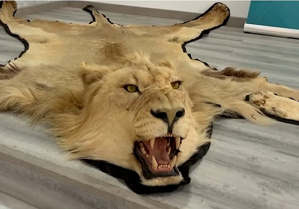 Investigan a una persona en Almería por venta online ilegal de alfombras de piel auténtica de león
