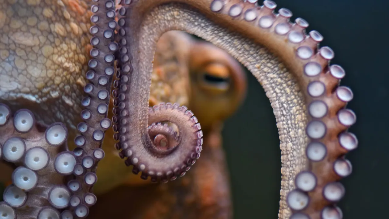 Decubren al verdadero kraken: pulpos prehistóricos de hasta 19 metros de largo