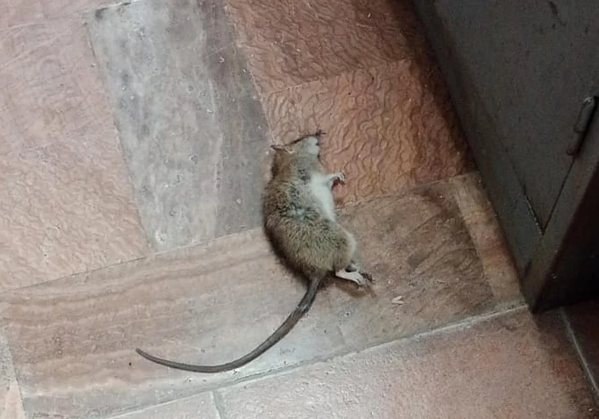 Los guardias civiles de Mijas denuncian una plaga de ratas en el cuartel
