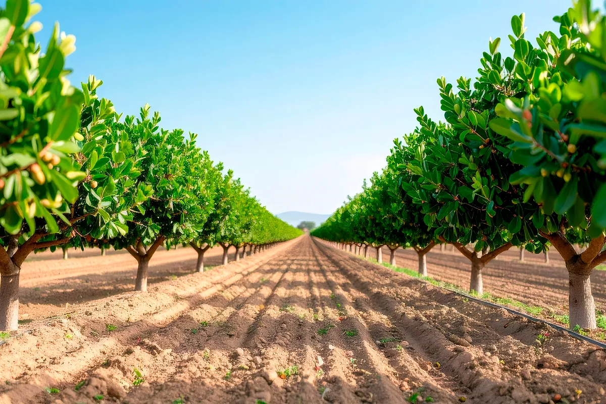 España, camino de ser el gran proveedor de pistacho de Europa