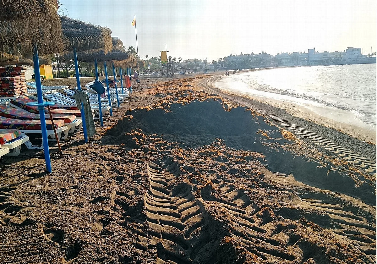 Declarada de fuerza mayor y extrema necesidad la llegada masiva del alga asiática a Andalucía