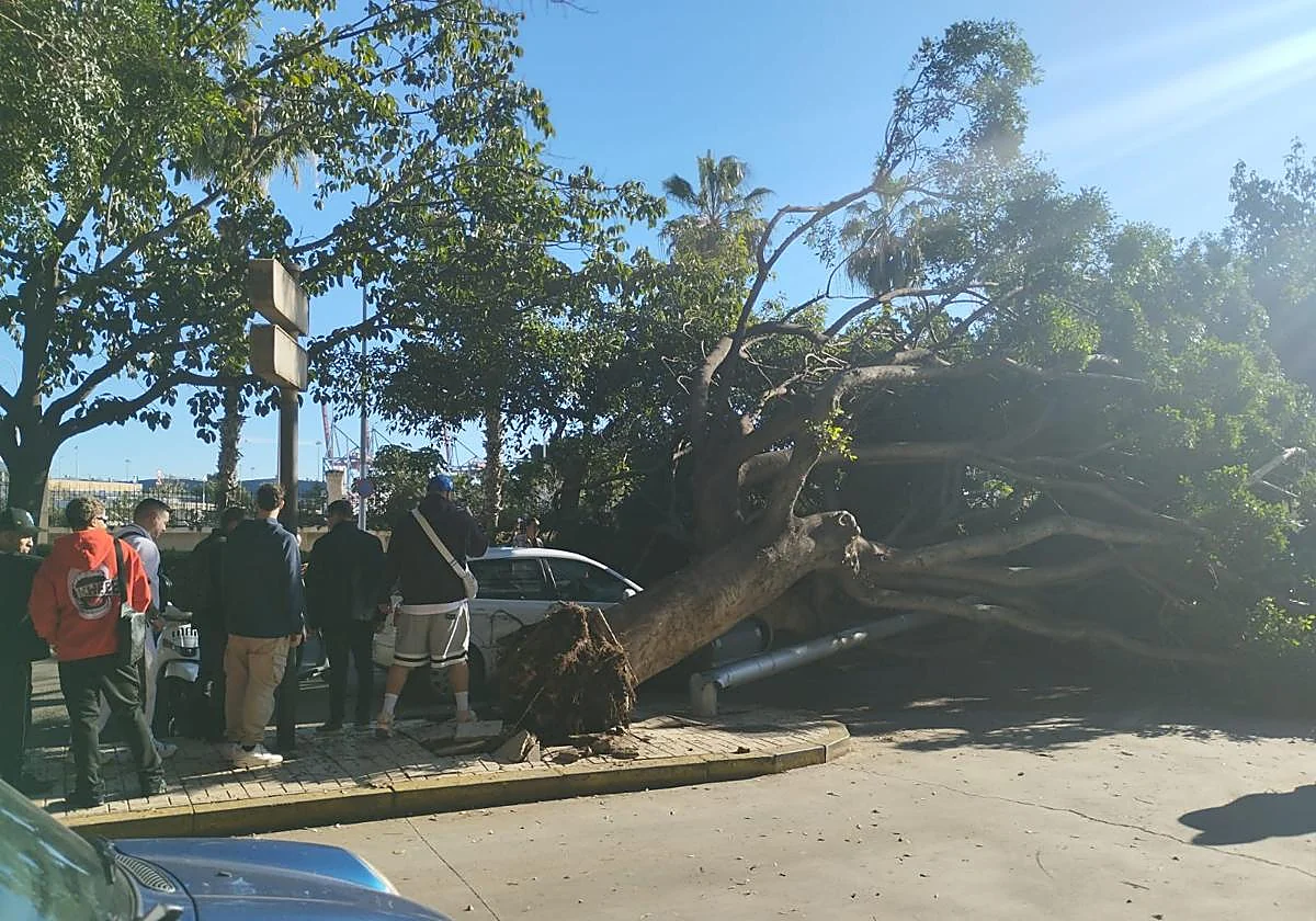 Un gran árbol cae sobre sobre el paseo marítimo Antonio Machado de Málaga capital