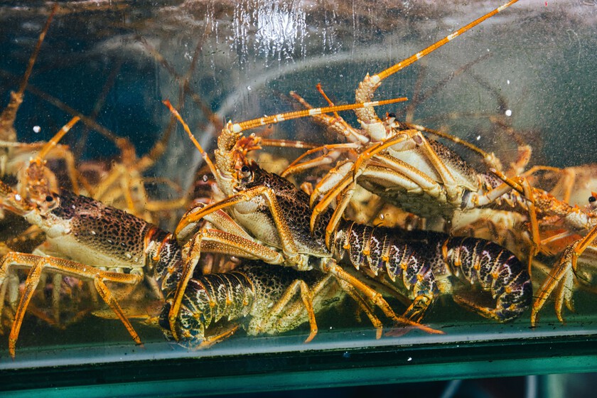 Dos turistas de EEUU decidieron liberar las langostas de un bar de Italia. Los ecologistas creen que fue una decisión pésima