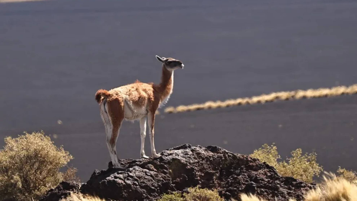 110 años después de su extinción en Argentina, este mamífero vuelve y transforma el ecosistema