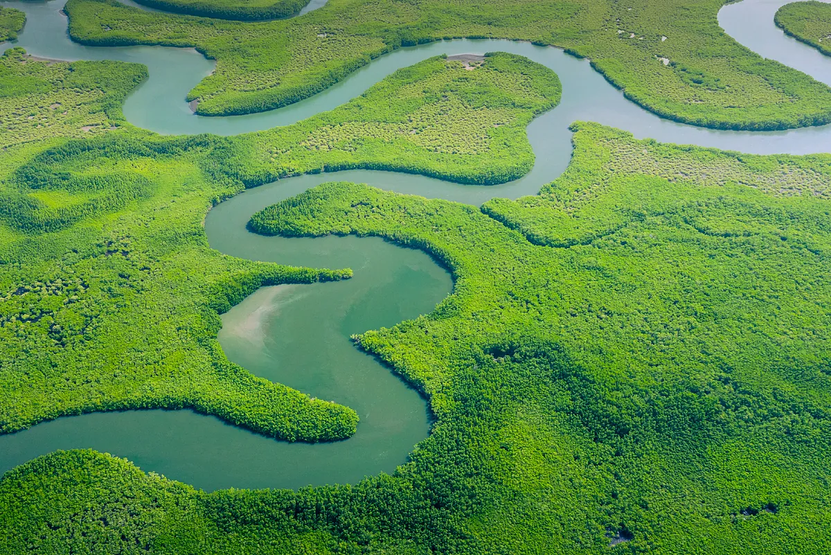 La pérdida de bosques a nivel mundial disminuyó notablemente en 2025