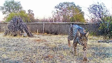 Nace la primera camada de linces en el Parque Nacional de Cabañeros