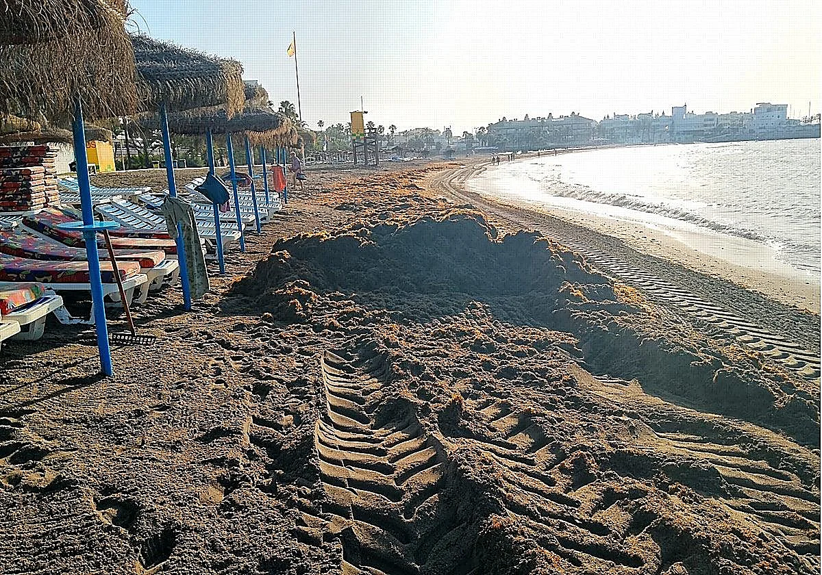 Asian seaweed crisis declared 'force majeure' in Andalucía