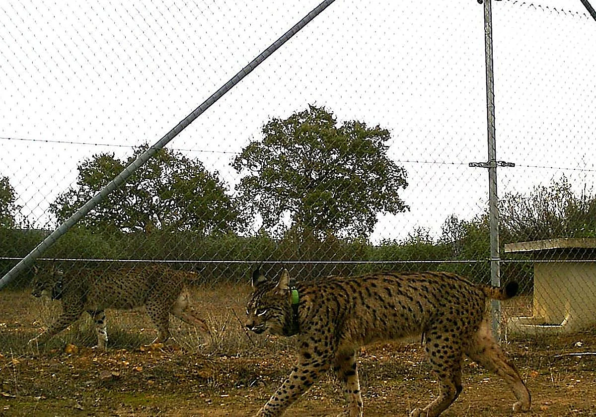 Lynx baby boom spreads: first litter born in central Spain's Cabañeros National Park