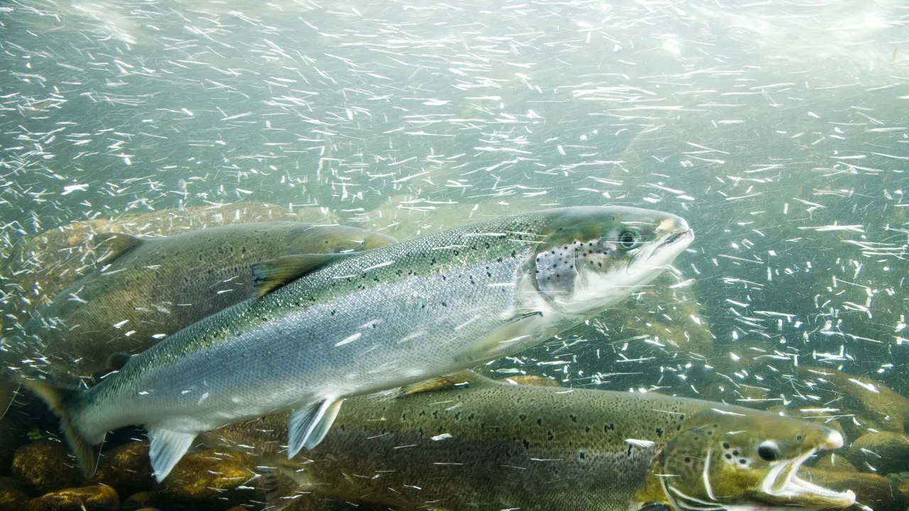 Los salmones en cocaína nadan mucho más lejos... y eso es un problema real