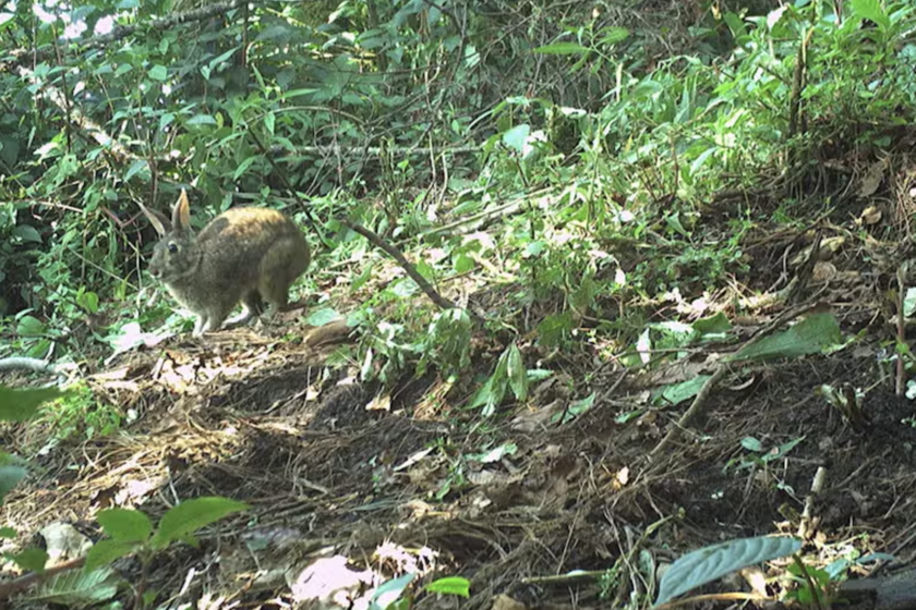 Durante 120 años, los científicos dieron por extinto al conejo de Omiltemi. Mientras tanto, en Sierra Madre del Sur los cazaban para comer
