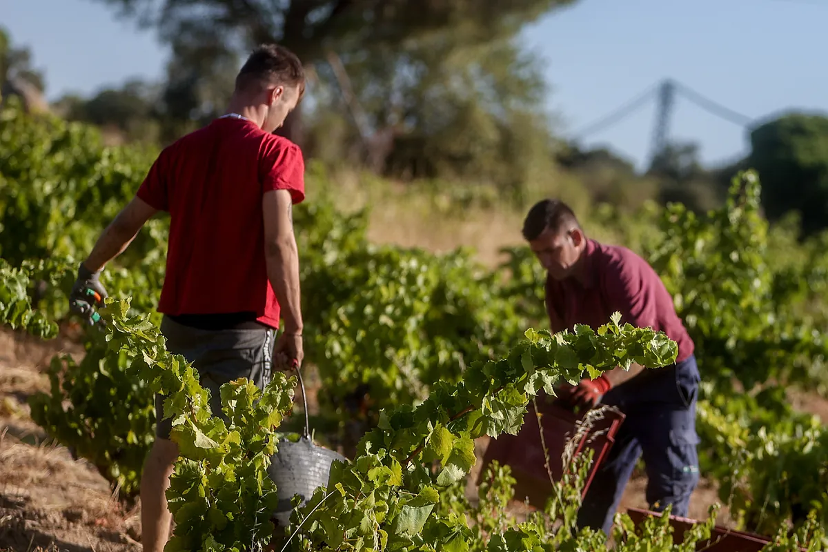 Las subidas del salario mínimo destruyen 165.000 empleos en el campo y el hogar