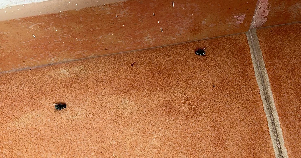 Alarma en un vecindario de Rincón de la Victoria por un «foco de infección» tras el hallazgo de un cadáver
