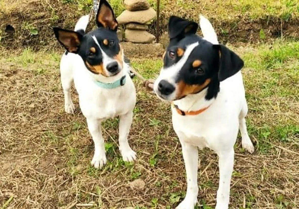 La UE implementa nuevas normas para perros y gatos a partir de 2028