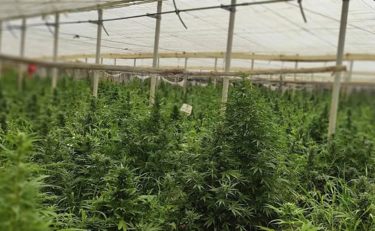 Dos detenidos en Arenas tras hallar 209 plantas de marihuana en una vivienda