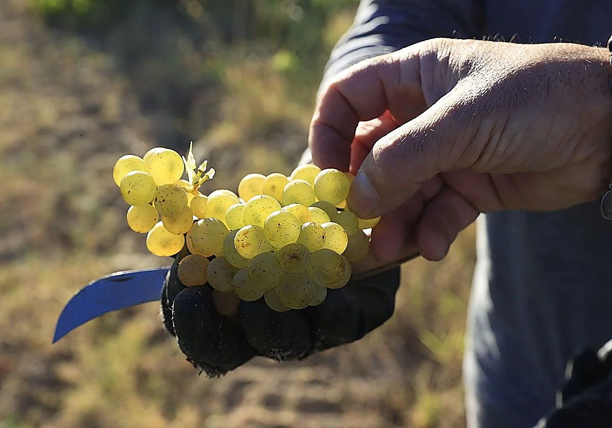 Healthy eating? 69per cent of fruit consumed in Spain contains pesticides
