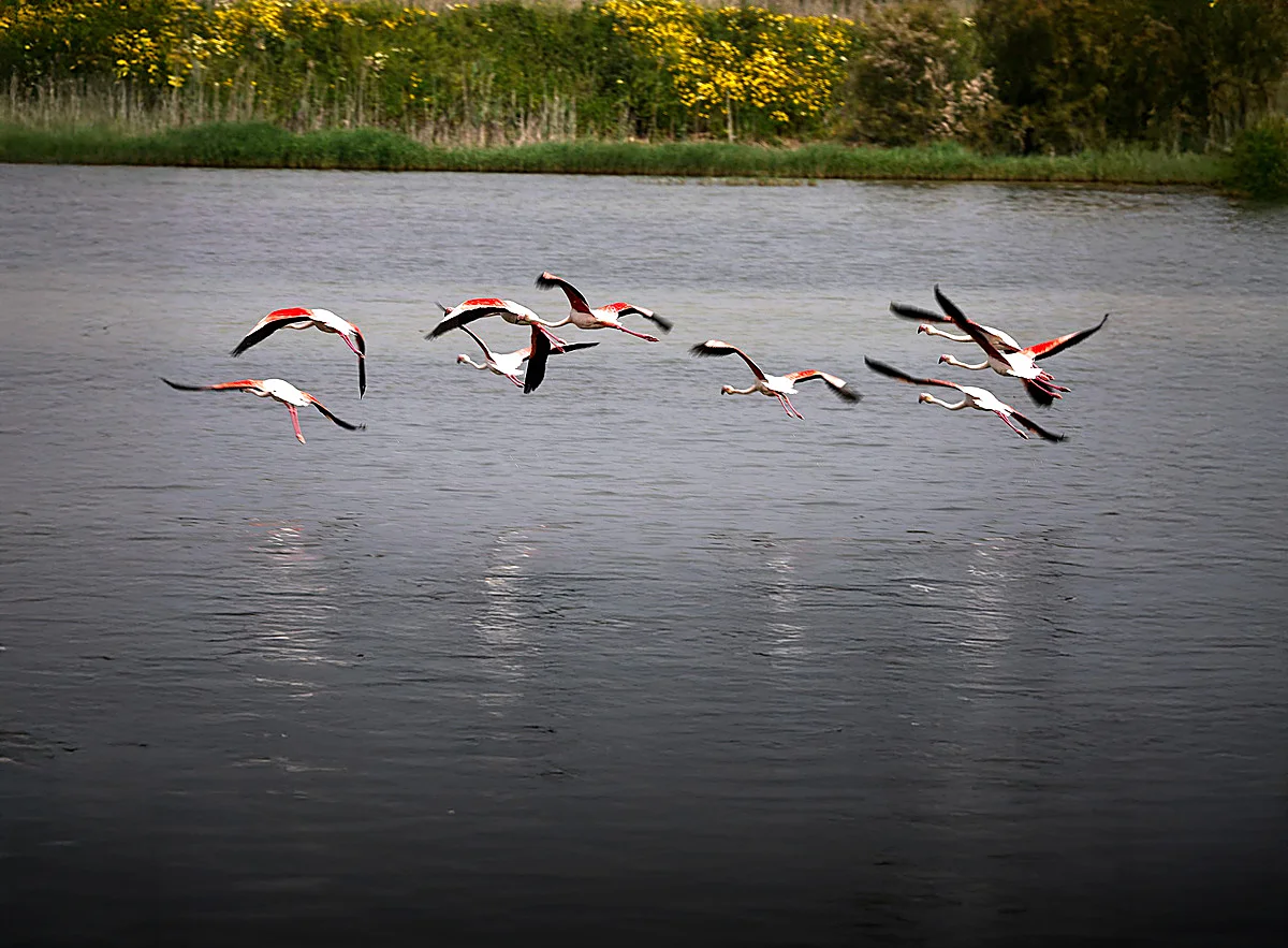 Malaga province's Herrera lagoon comes back to life: the rebith of an ephemeral natural jewel