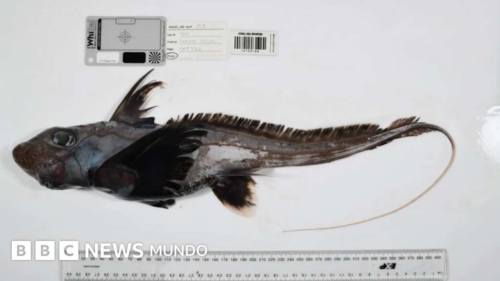 El tiburón fantasma, la esponja carnívora y otras 1.100 especies marinas descubiertas en solo un año