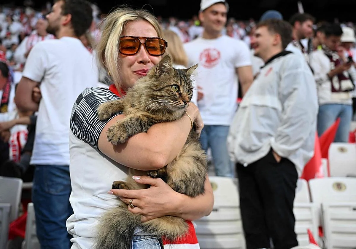 El 'dueño' de la final de la Europa League: un gato que vive en el estadio