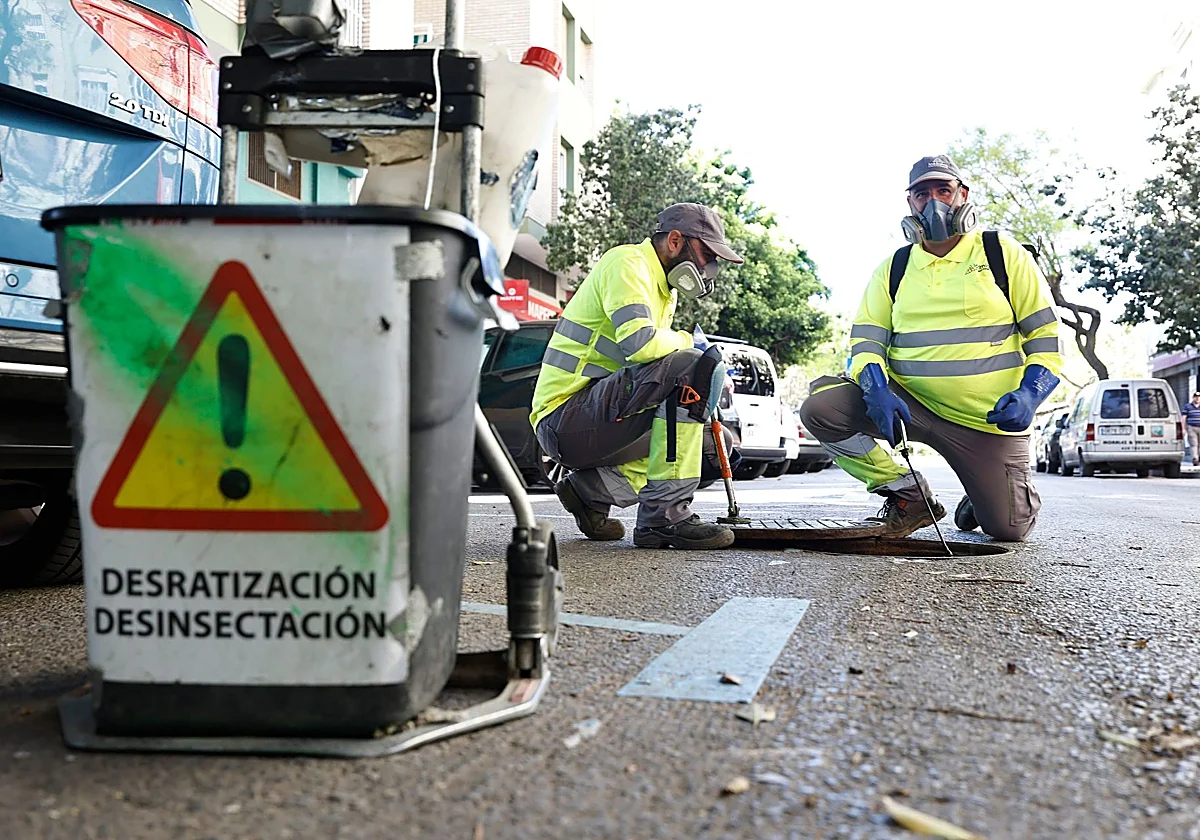 Así se lucha contra las ratas en las calles de Málaga