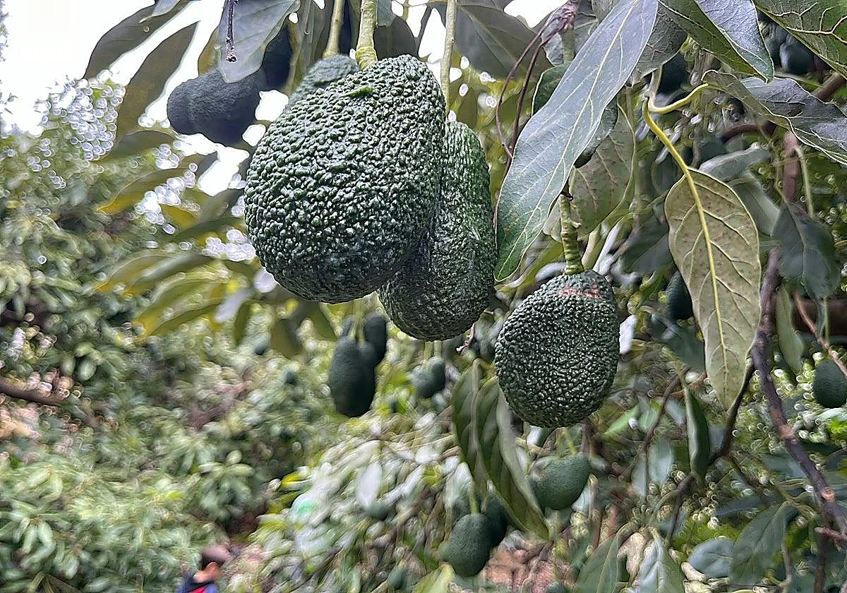 Pablo Ojeda: «La grasa saludable del aguacate es muy beneficiosa para el corazón»