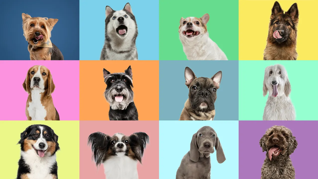 La mayoría de los perros aún tienen ADN de lobo (hasta el chihuahua)