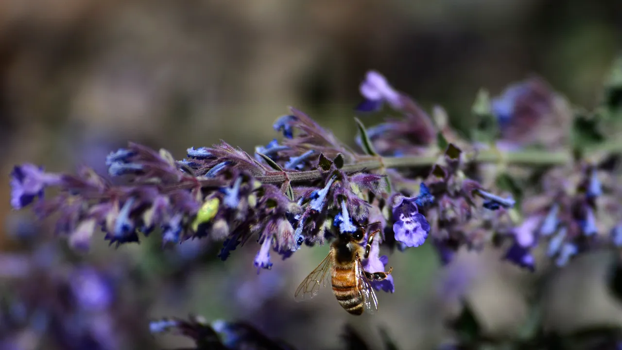 La crisis de las abejas pone en riesgo a 2,000 millones de personas