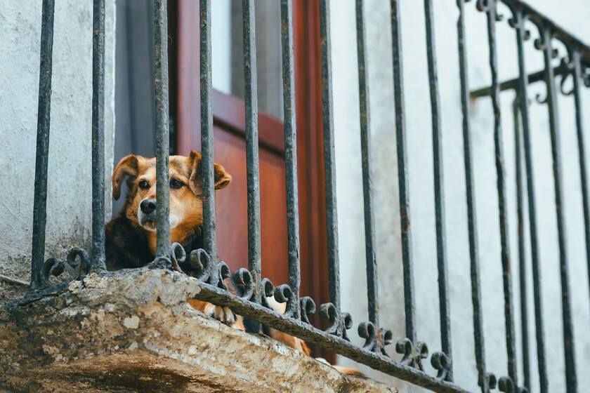Hay al menos una cosa que la Ley de Bienestar Animal sí sanciona de verdad: dejar al perro en la terraza