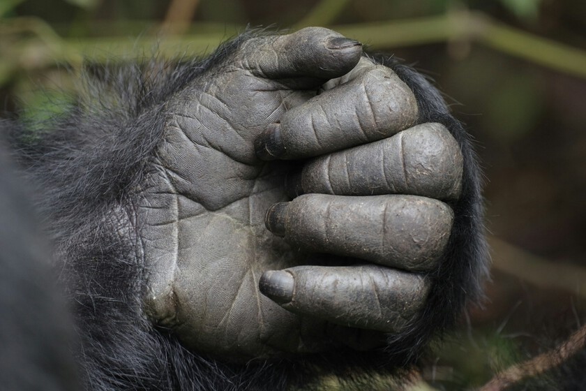 La forma de las manos es uno de los últimos misterios evolutivos del ser humano. Y estamos un paso más cerca de resolverlo