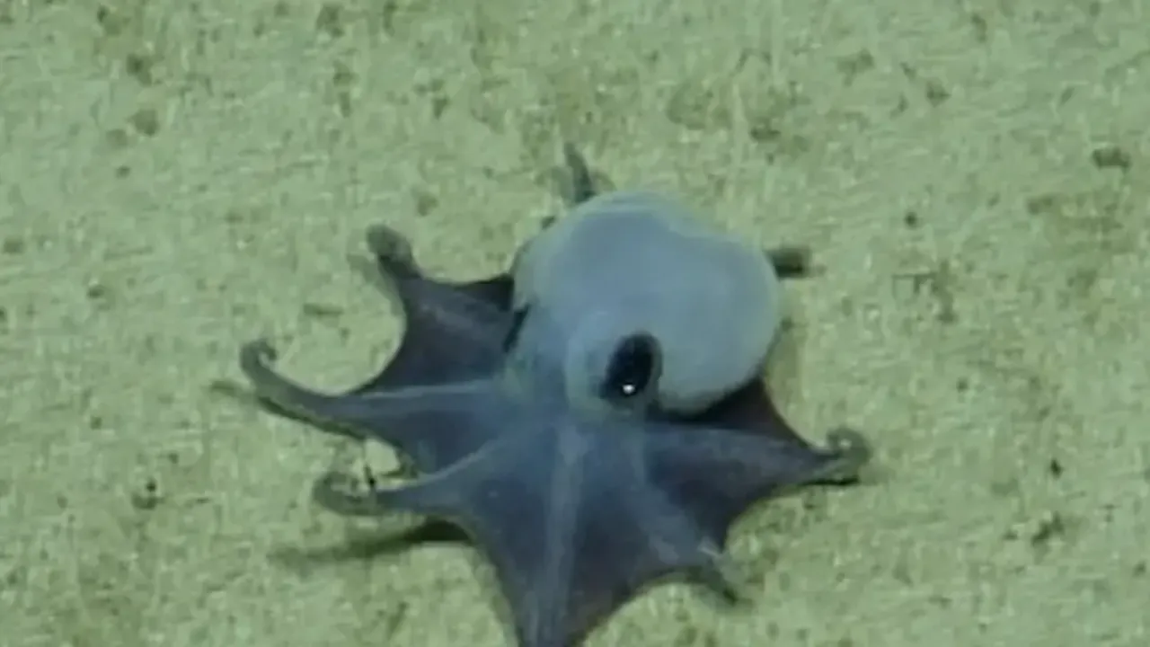 Así el pequeño (y adorable) pulpo azul descubierto en Galápagos que sorprende a los científicos