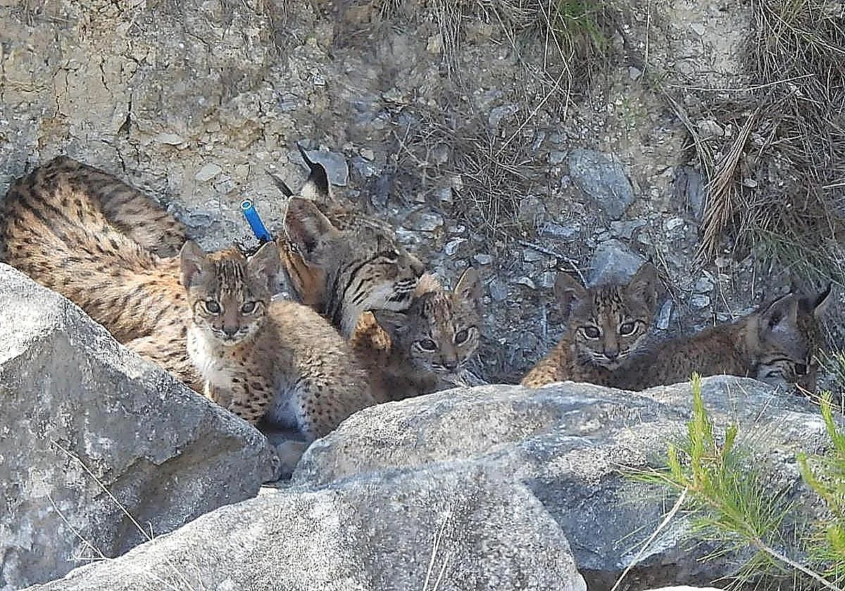 Four rare Iberian lynx cubs born in Murcia, Spain, in major wildlife conservation boost
