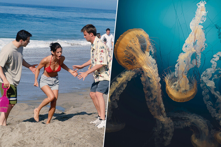 Hemos creído durante casi 30 años el remedio de 'Friends' para las picaduras de medusa: la ciencia explica por qué es la peor idea posible
