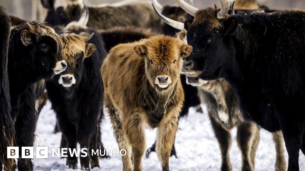 El experimento de una reserva holandesa que pasó de ser un santuario de animales a un campo de muerte