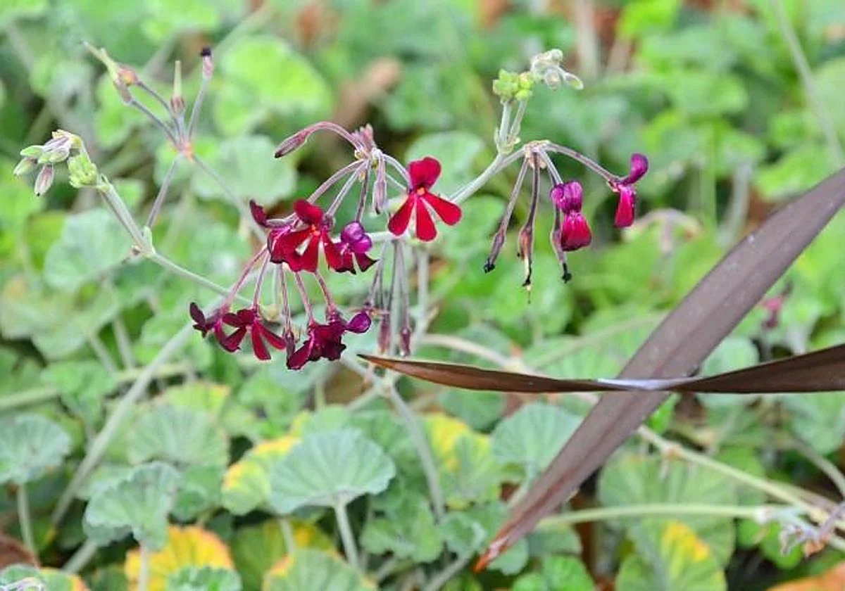 Pelargonium sidoides