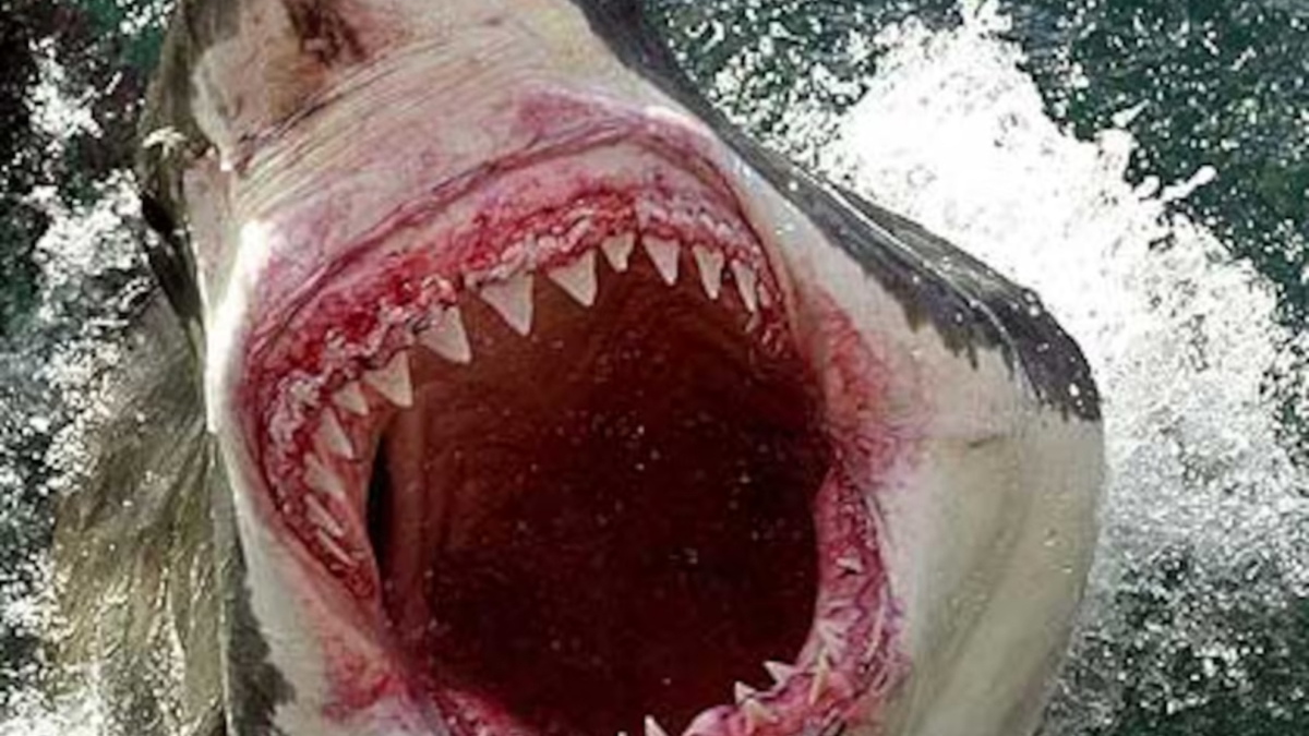 Un tiburón angelote muerde a una bañista en Lanzarote: cómo es este tipo de animal marino