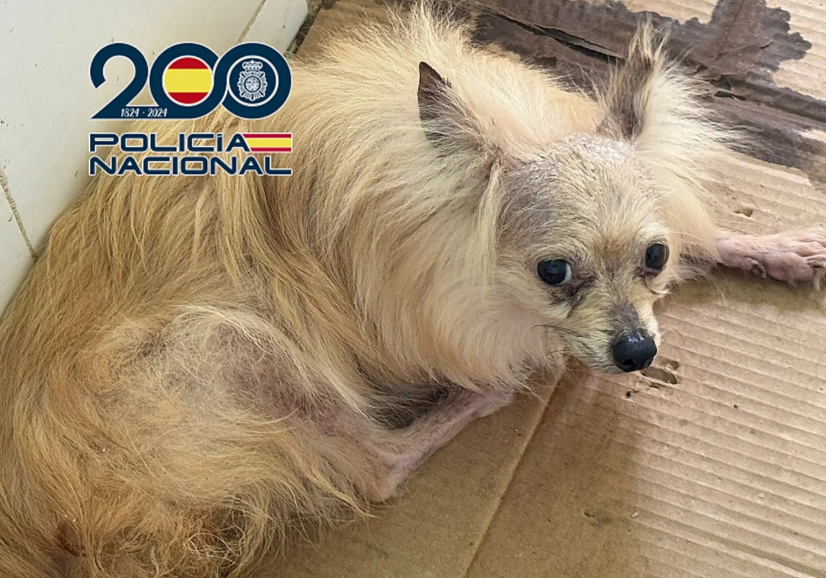 Dos detenidos en un criadero de animales en Almayate acusados de maltrato animal