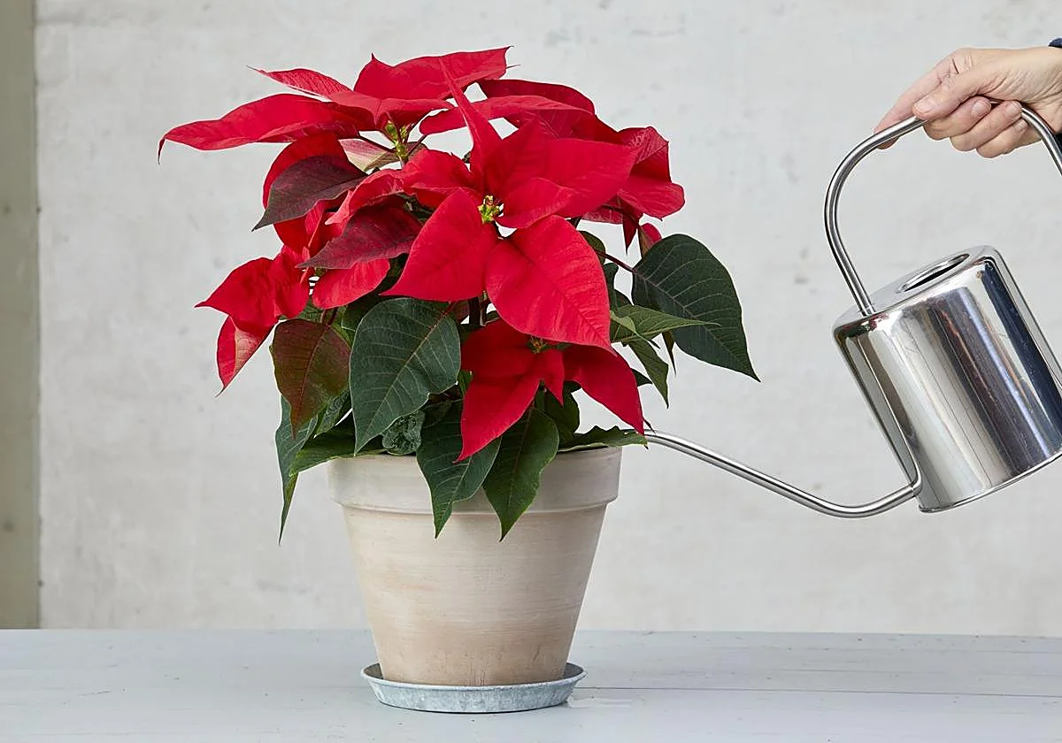 Experts advise how to care for your poinsettia so it lasts beyond Christmas