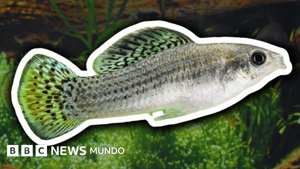La especie de peces formada solo por hembras que obliga a los científicos a repensar el rol del sexo en la supervivencia