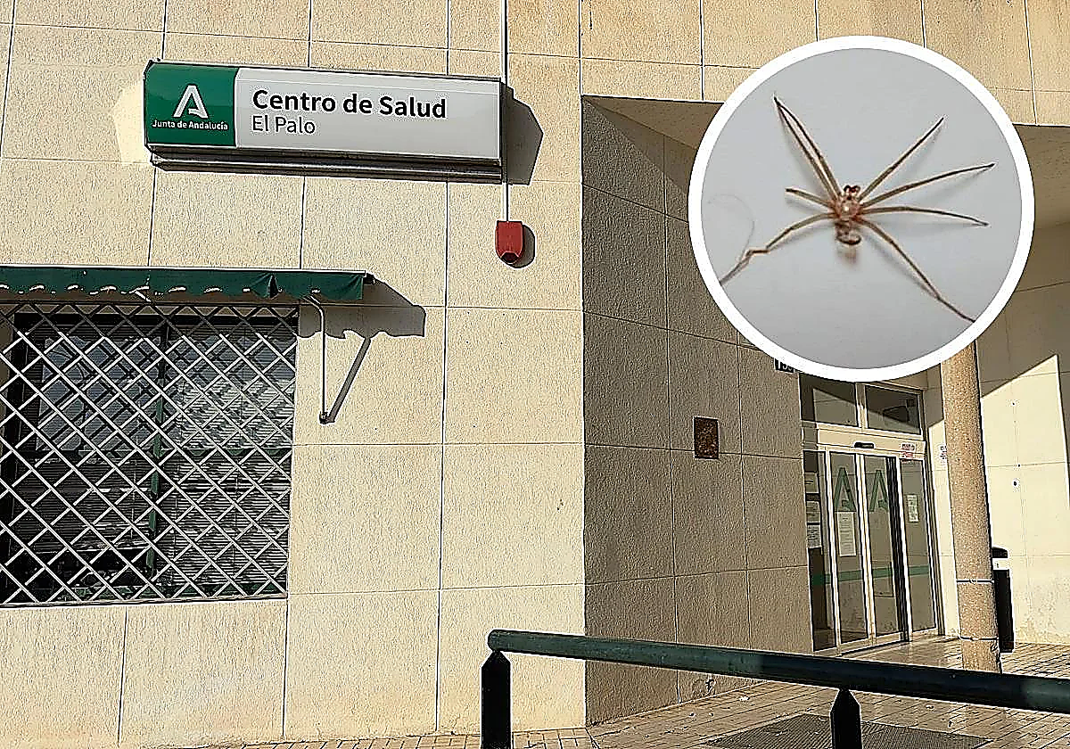 Malaga resident nearly loses his arm following Mediterranean recluse spider 'sting'