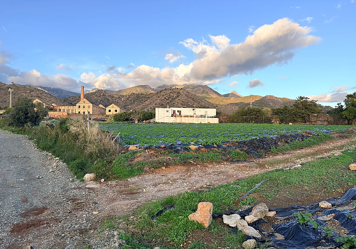 Larios beendet 400 Pachtverträge für Landgrundstücke in Maro