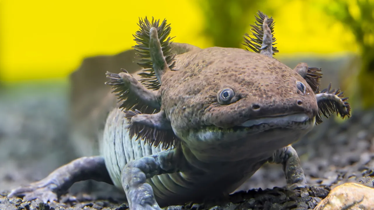 Científicos de la UNAM identifican una nueva especie fósil de ajolote, la más antigua registrada en México