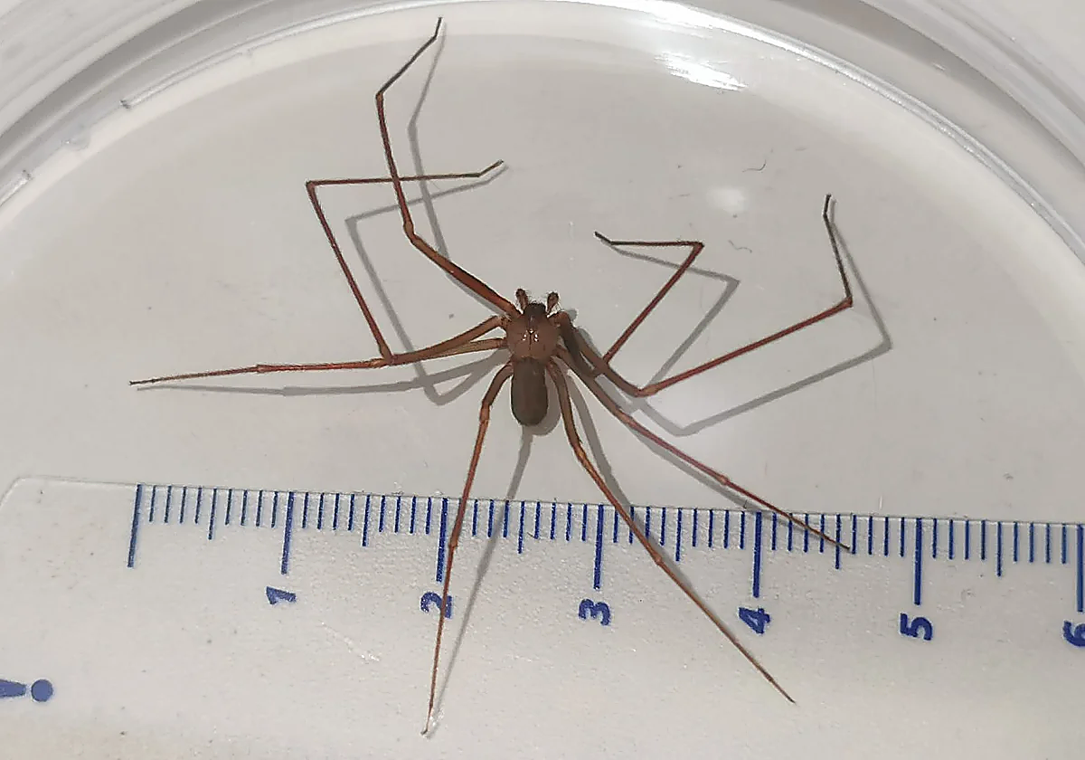 Malaga's El Palo district is among poisonous Mediterranean recluse spider's main habitats