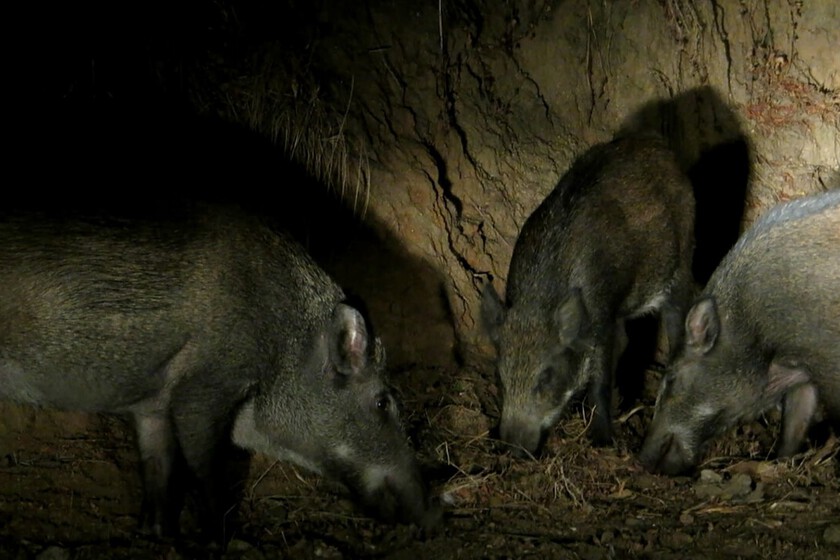 Doñana tiene un problema y los cazadores más expertos la solución: un viejo truco para saber a qué hora de la noche aparecen los jabalíes