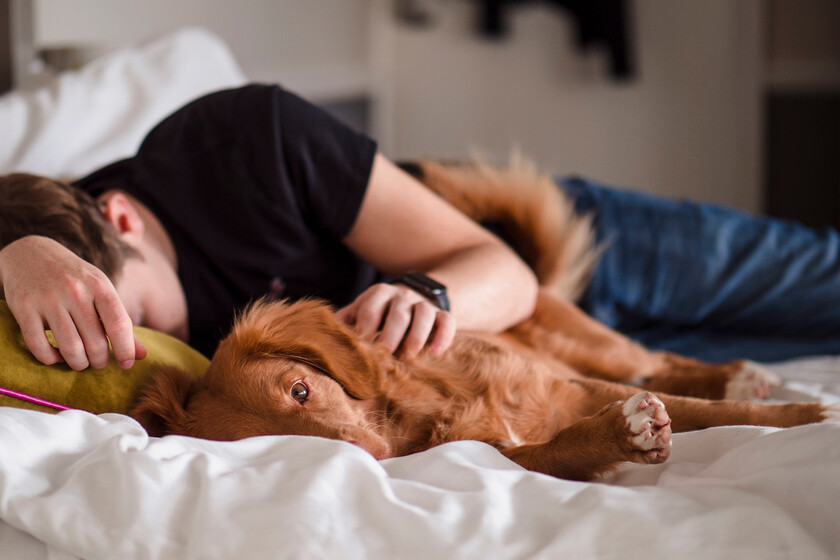 El 93% de los dueños cree que dormir con su perro mejora su descanso. La ciencia acaba de demostrar que es un autoengaño